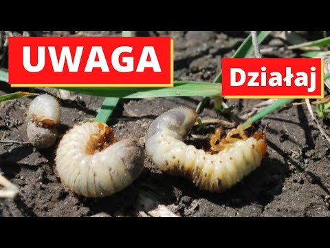 Szkodniki zauważone w ogrodzie