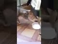 Funniest animals  best catscute cats shorts youtubeshorts funny.s