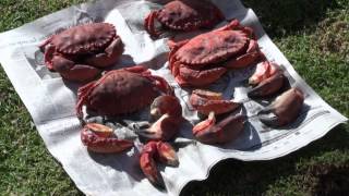Pacific Stone Crab - Santa Barbara Coast