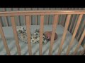 Drop-side Cribs - Health Canada