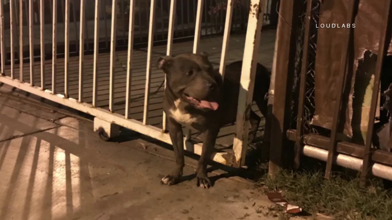 Dog Stuck in Gate / South LA 4.7.18 - YouTube
