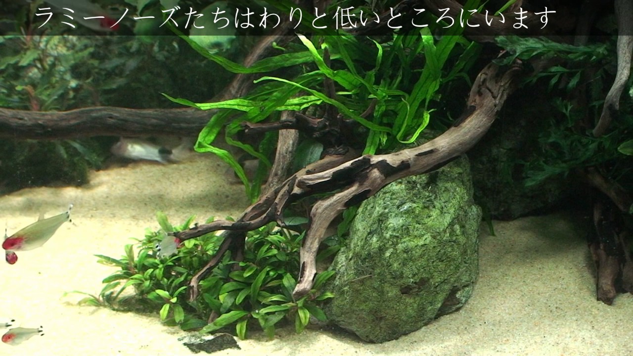 アクアリウムとは 水槽の立ち上げ方やレイアウトの考え方は 飼育できる魚の種類は アクアリウム生活
