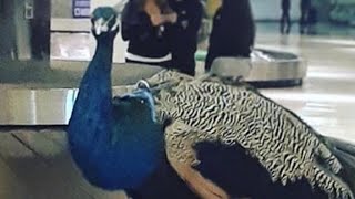 This peacock named dexter tried to get on a plane as an "emotional
support animal," but united airlines told his owner that would not
fly.subscribe the cb...