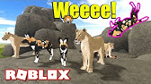 Roblox Wild Savannah Testing A I M A Terrible Hunter Please Don T Mr Lion Hyena Rough Day Youtube - wild savannah newbofdoom vs lightyear13 robloxmaster5130 vs xmudai