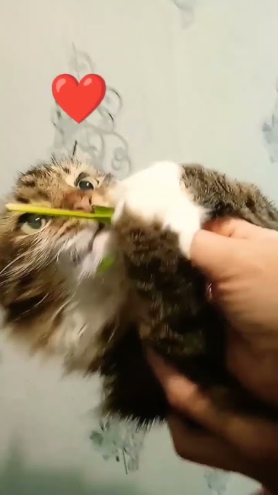 Котик 😻 🥰🥰🐯 - YouTube