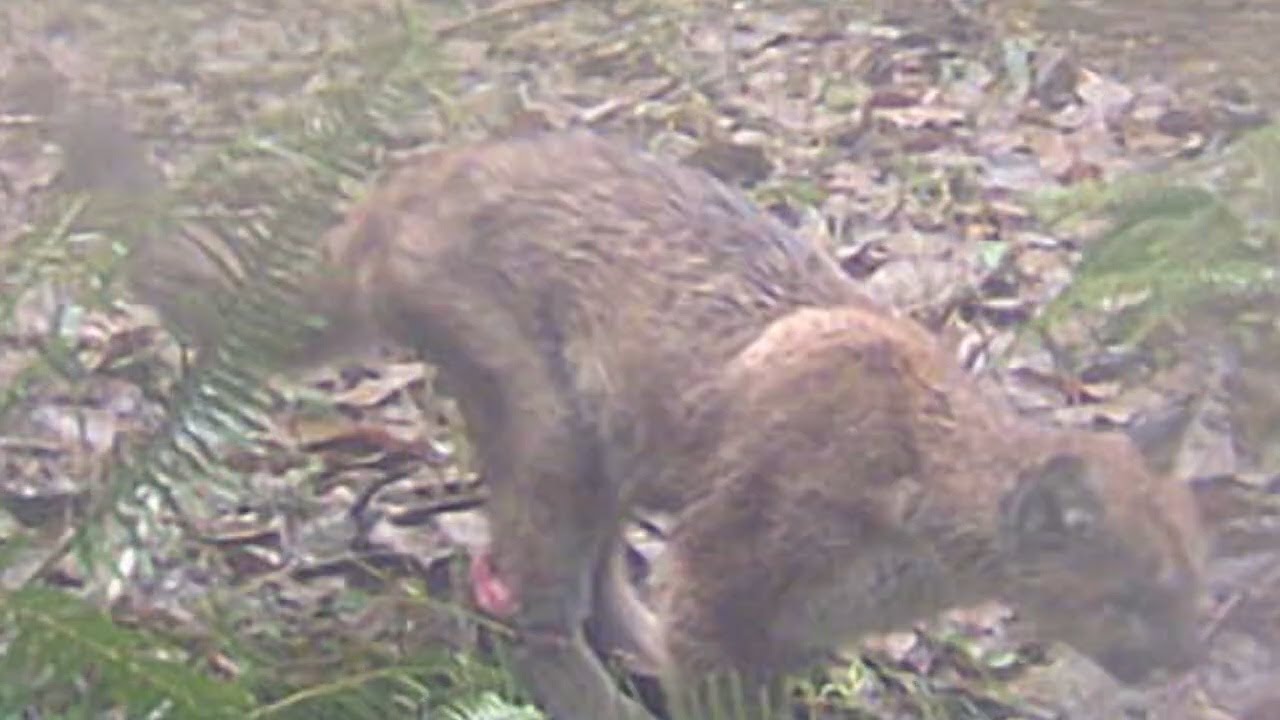 Сможет ли этот хромой детеныш пумы выжить в дикой природе?