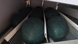 Do You Have To Weigh Your Emu Eggs??