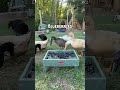 Duck’s love jalapeños?!