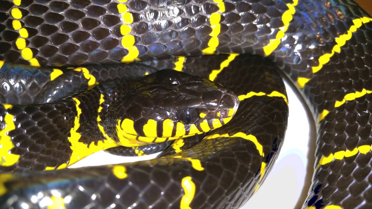 snake oil Mangrove cat snake (Boiga dendrophila) close-up view