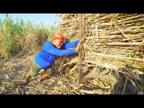 Perjuangan Si Botak Panen dan Mengangkut Tebu | JEJAK SI GUNDUL (24/09/26)