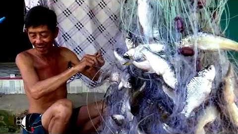 Gở cá dính lưới sau một đêm giăng trên đồng ngập nước, Châu Lăng,  Tri Tôn, An Giang 30/10/2018