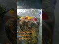 ஓம் சிவாயநம