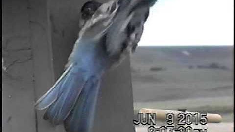 Mountain Bluebird vs. Tree Swallow