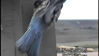 Mountain Bluebird vs. Tree Swallow