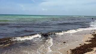 Miami Beach Today Aug 14 2026 - Sargassum Water Clarity Beach Conditions