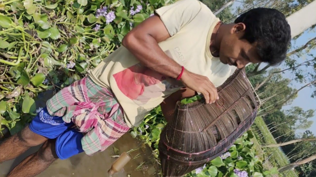 টেপাই দিয়ে মাছ ধরা Fishing Video Hand Fishing 