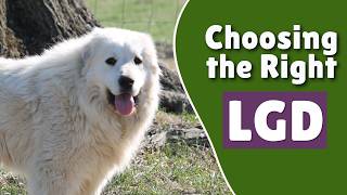 Choosing and Training Livestock Guardian Dogs