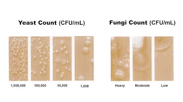 딥슬라이드 이용방법 Lovibond Dipslide Test