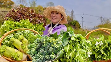 Cuộc sống ở Nhật || Bội thu với các loại rau củ vào mùa xuân ...,vườn rau xanh mướt || Kimi Food TV