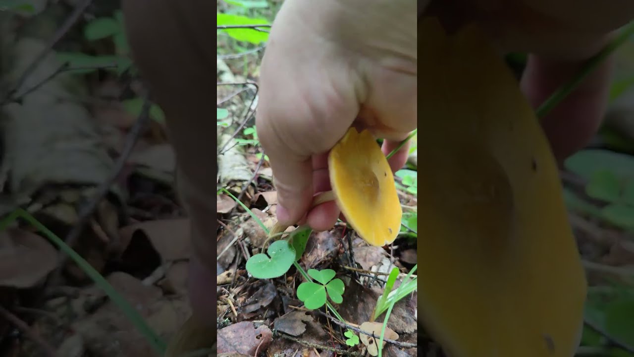 Плютей золотисто-жёлтый . Pluteus leoninus .