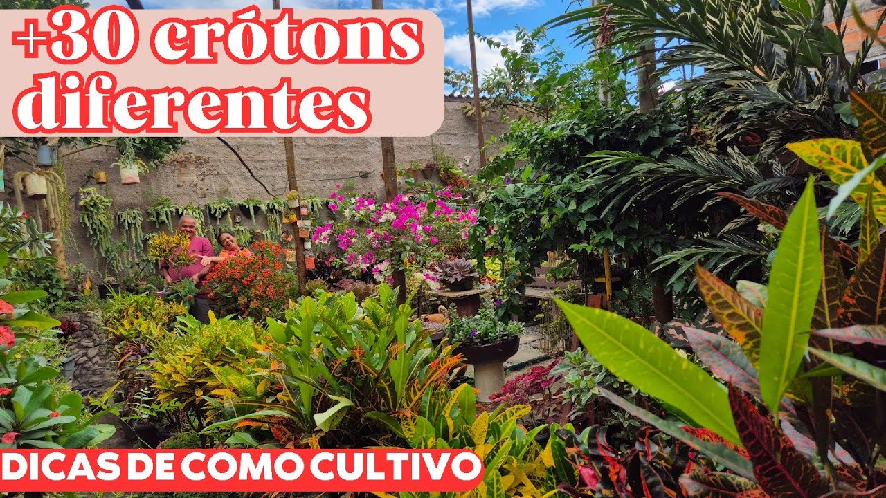 +30 CRÓTONS DIFERENTES: DICAS DE COMO CULTIVÁ-LOS | PLANTA COLORIDA DE FÁCIL CULTIVO | SOL E SOMBRA