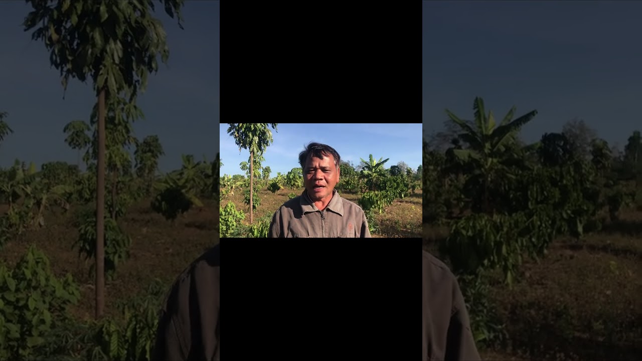 ມາສຳພາດເຈົ້າສວ່ນທີ່ປູກໝາກຈ່ອງເປັນສິ້ນຄ້າ