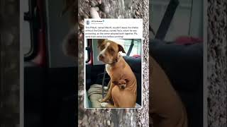 True Friendship Knows No Bounds! 🐾The Heartwarming Story of Merrill and Taco