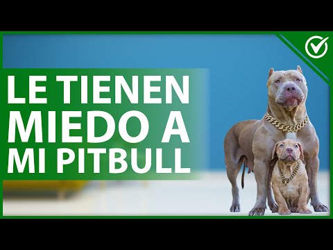 Video: ¿Por qué las personas tienen miedo de los pit bulls?