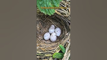 Stunning Yellowhammer Nest with 4 Eggs in the UK 2024 | birdnesting #birds #birdnest #britishbirds