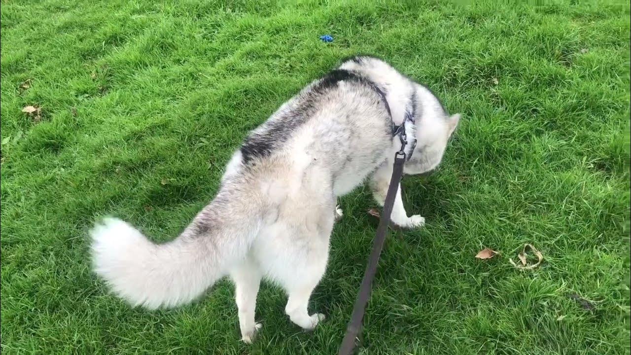 The Husky Enjoys Herself Digging & Puddles (65) YouTube