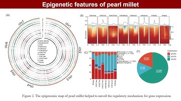 iMeta | EGDB: A multi-omics database for energy grasses and the epigenomic atlas of pearl millet