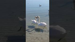 Swans dancing #nature #beautiful #birds #swan #swans #animals