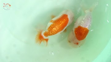 Ranchu  - Dòng cá vàng siêu dể thương đang làm điên đảo và được săn lùng nhiều nhất giới trẻ