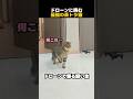 ドローンに挑む最強の茶トラ猫