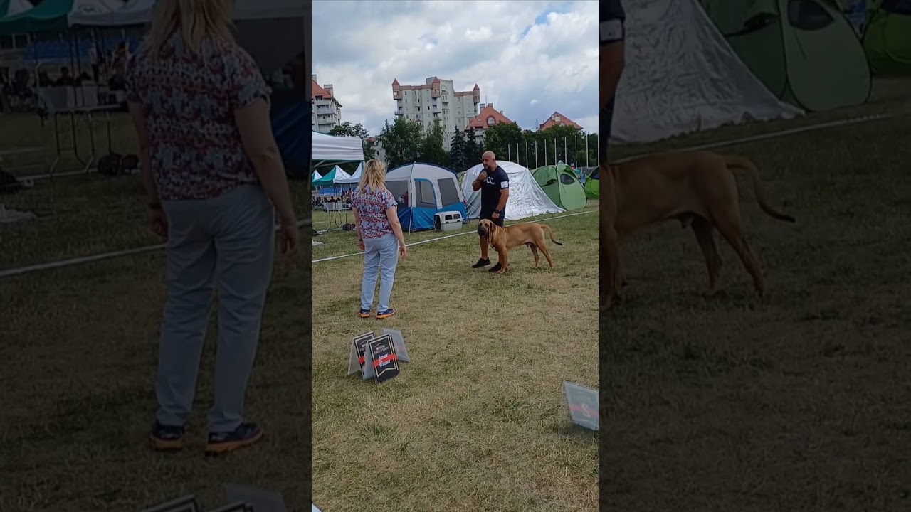 Wystawa krajowa 2025 DRACO fila brasileiro Oczywiście mamy BOB,CAC złoty chłopak 🏅🏅🏅🏅🏅🏅🏅