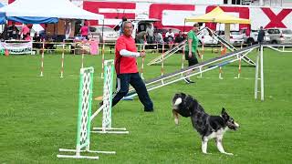 Agility Mexico | Dogs and Pals | 230827 Thunder 1