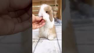 🐰 Looking For A Cute Pet Meet The Adorable Lop Eared Rabbit! 🥕🐇