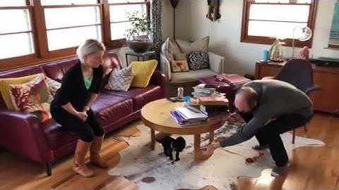 Training Fran to Stop Barking at Guests Using Counterconditioning