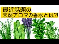 天然アロマオイルを使ったフレグランス(香水)が最近話題になってきている理由｜アロマフレグランス調律協会代表 井崎真奈美