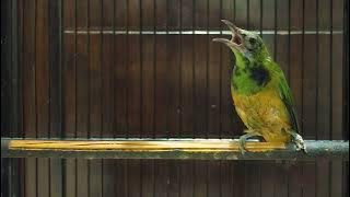 CUCAK CUNGKOK TROTOL ISTIMEWA NEMBAK TAJAM KASAR COCOK UNTUK MASTERAN