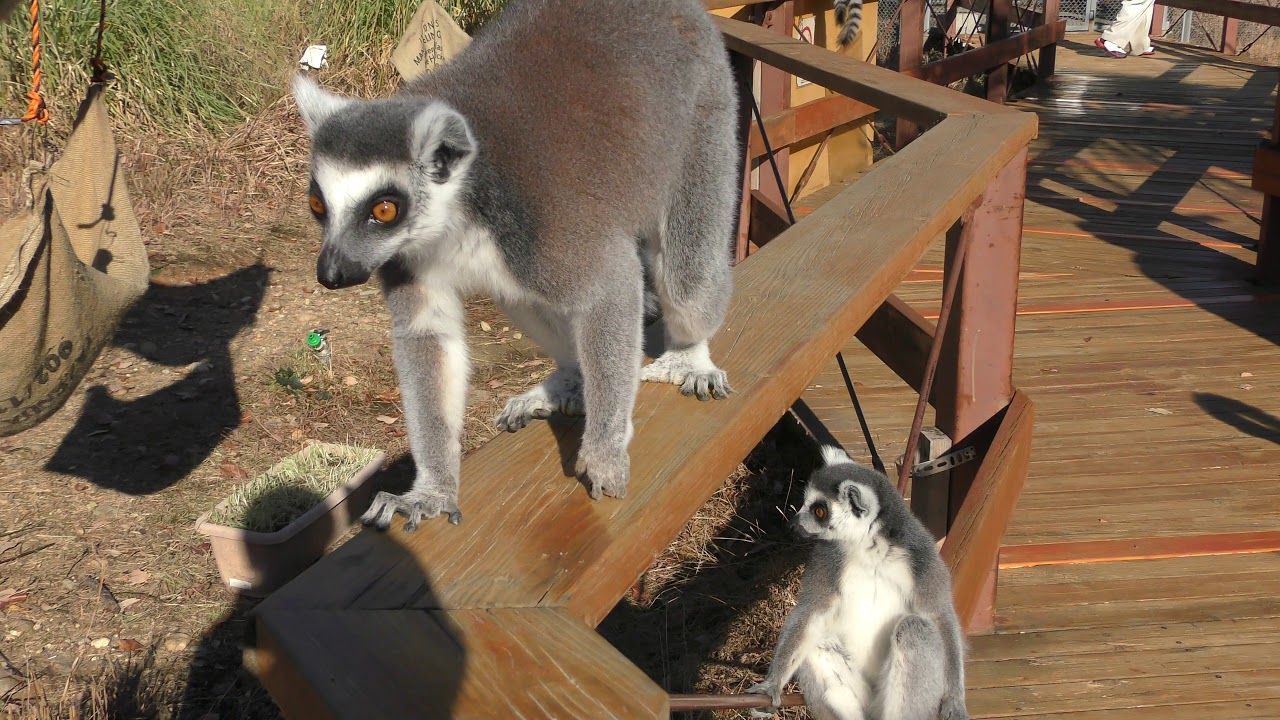 東海の動物園一覧 動物園情報サイトzoo Palette 全国地域別一覧 地方別 エリア別 飼育動物一覧 人気ランキング 園内マップ アクセス 駐車場 休園日 開園時間 入園料 パスポート ふれあい レストラン 授乳室 施設 イベント 東海の動物園一覧 動物園情報サイトzoo Palette 全国地域別一覧 地方別 エリア別 飼育動物一覧 人気ランキング 園内マップ アクセス 駐車場 休園日 開園時間 入園料 パスポート ふれあい レストラン 授乳室 施設 イベント