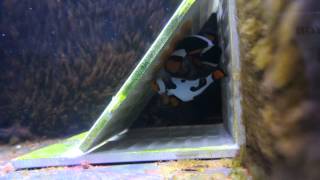 CQUEST ONYX BALI PICASSO Laying clutch #3 :)