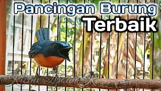 Download Lagu Pancingan Terbaik Burung Sulingan Bambu Gacor • Tledekan Gunung Gacor MP3
