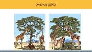 Teorías De La Evolución 4º Eso