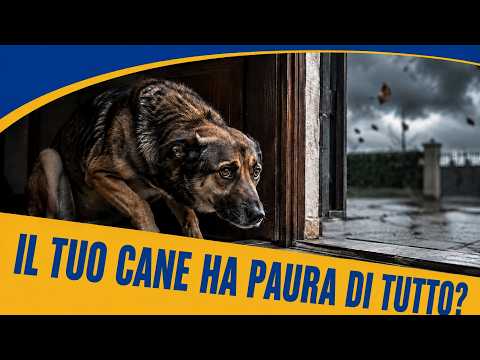 Video Il mio cane ha paura di tutto: cosa posso fare?