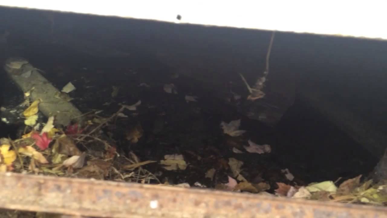 Rodent entry point inspection - YouTube