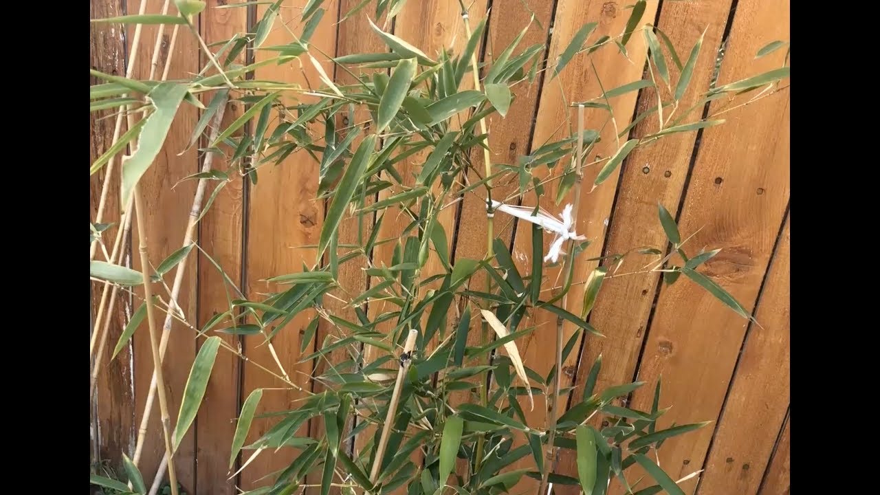Cold Hardy Bamboo In The Winter Growing Northern Utah You Cold Hardy Bamboo In The Winter Growing Northern Utah