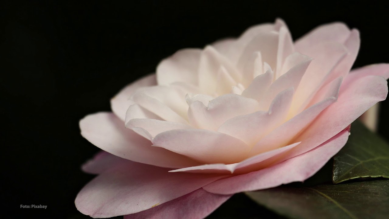 Svet baštovanstva ep. 5 06.05.2018. Kamelija, zeleni zid, trajnice