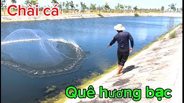Chài cá vùng quê hương bạc Liêu / cá đối