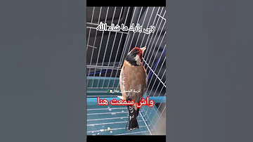 مقنين يغرد ما شاء الله وش سمعت هنا بإذن الله ساهلة 